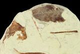 Miocene Fossil Leaf (Cinnamomum) - Augsburg, Germany #139461-1
